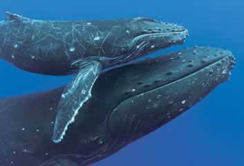 3 balene avvistate al largo delle Egadi