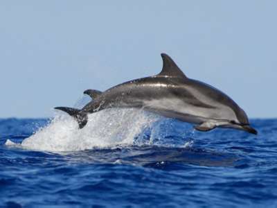 Dolphins in Favignana