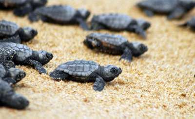 Caretta tourtle nest back in Trapani