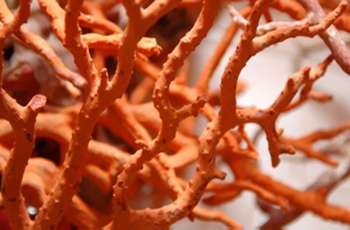 Coral exhibition at Pepoli Museum