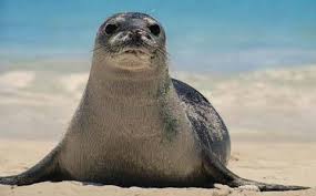 Observatory Monk Seal Marettimo