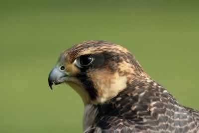 Peregrine falcon saved in San Vito lo Capo