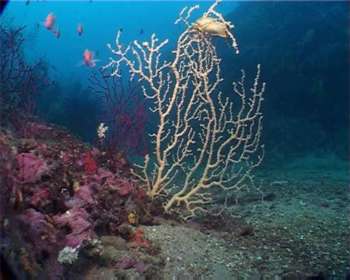 A Trapani trovato il raro corallo