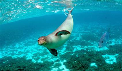 Marettimo - monk seal return after 50 years